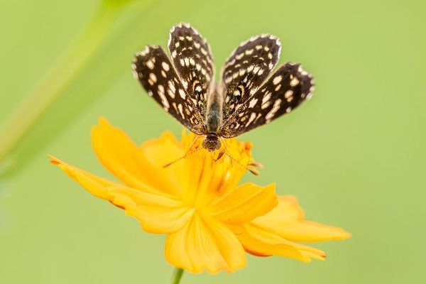 Brazil-Pantanal Butterfly on flower